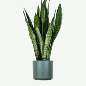 Sansevieria Laurentii