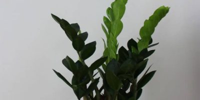 plants-shop-product-gallery-img-19