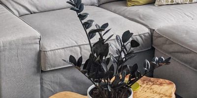 plants-shop-product-gallery-img-3